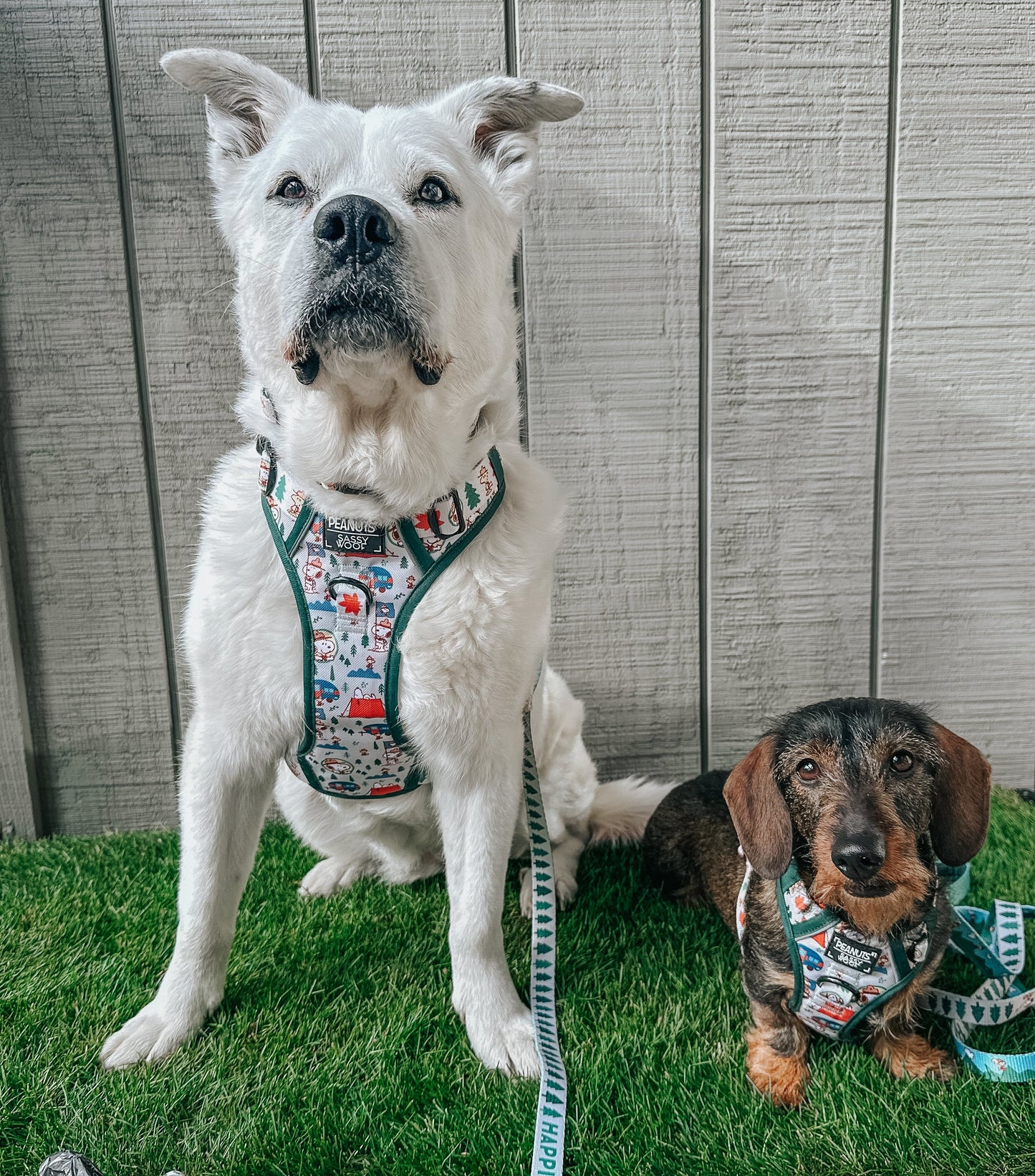 Dog Four Piece Bundle - Peanuts™ Beagle Scouts