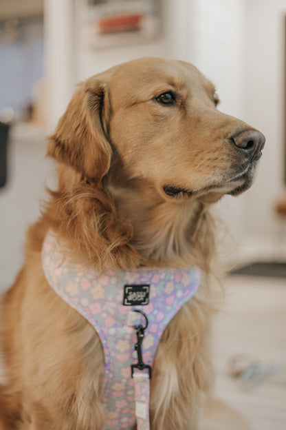 Dog Two Piece Bundle - Fleur de Sass