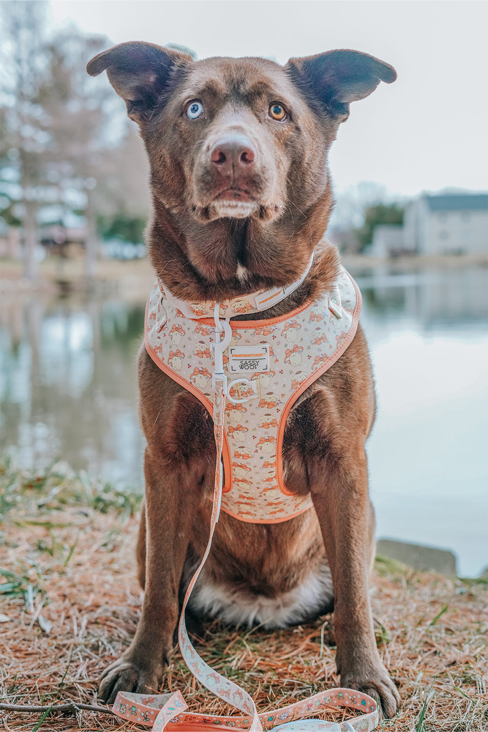 Dog Collar Three Piece Bundle - Pompompurin™