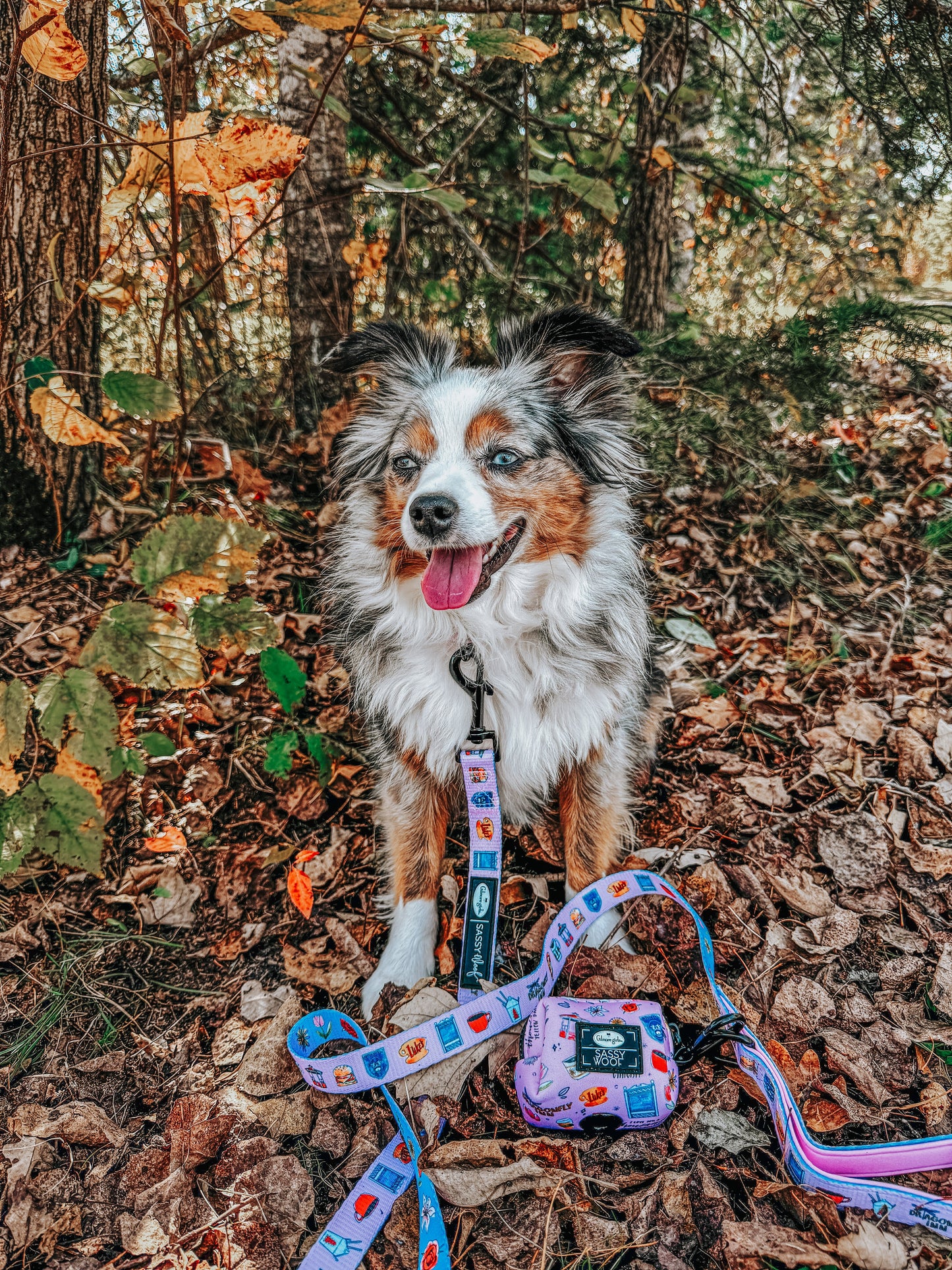 Dog Collar Three Piece Bundle - Gilmore Girls™