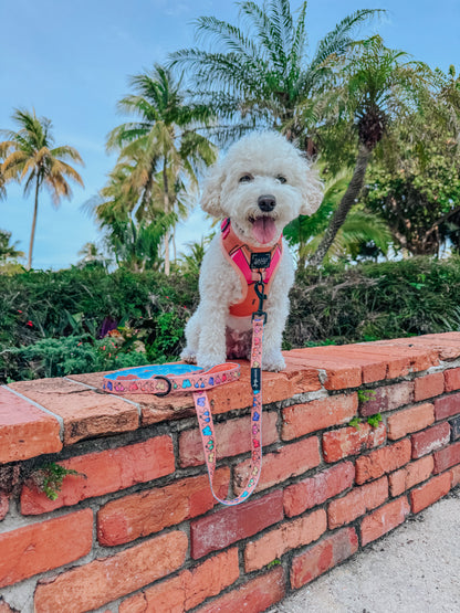 Dog Two Piece Bundle - Bikini Bod