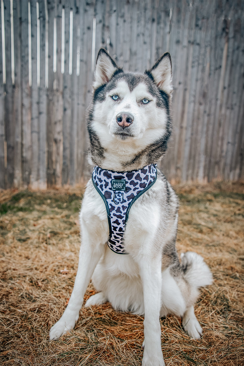 Dog Two Piece Bundle - Whole Milk