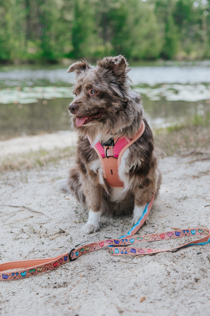 Dog Two Piece Bundle - Bikini Bod