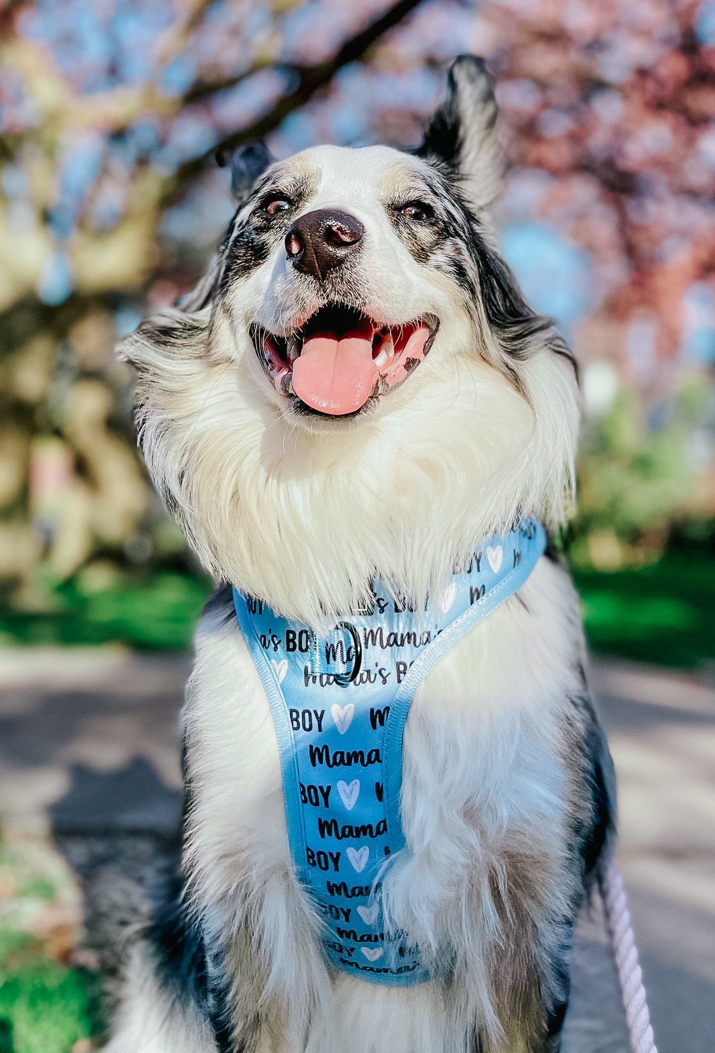 Dog Two Piece Bundle - Mama's Boy