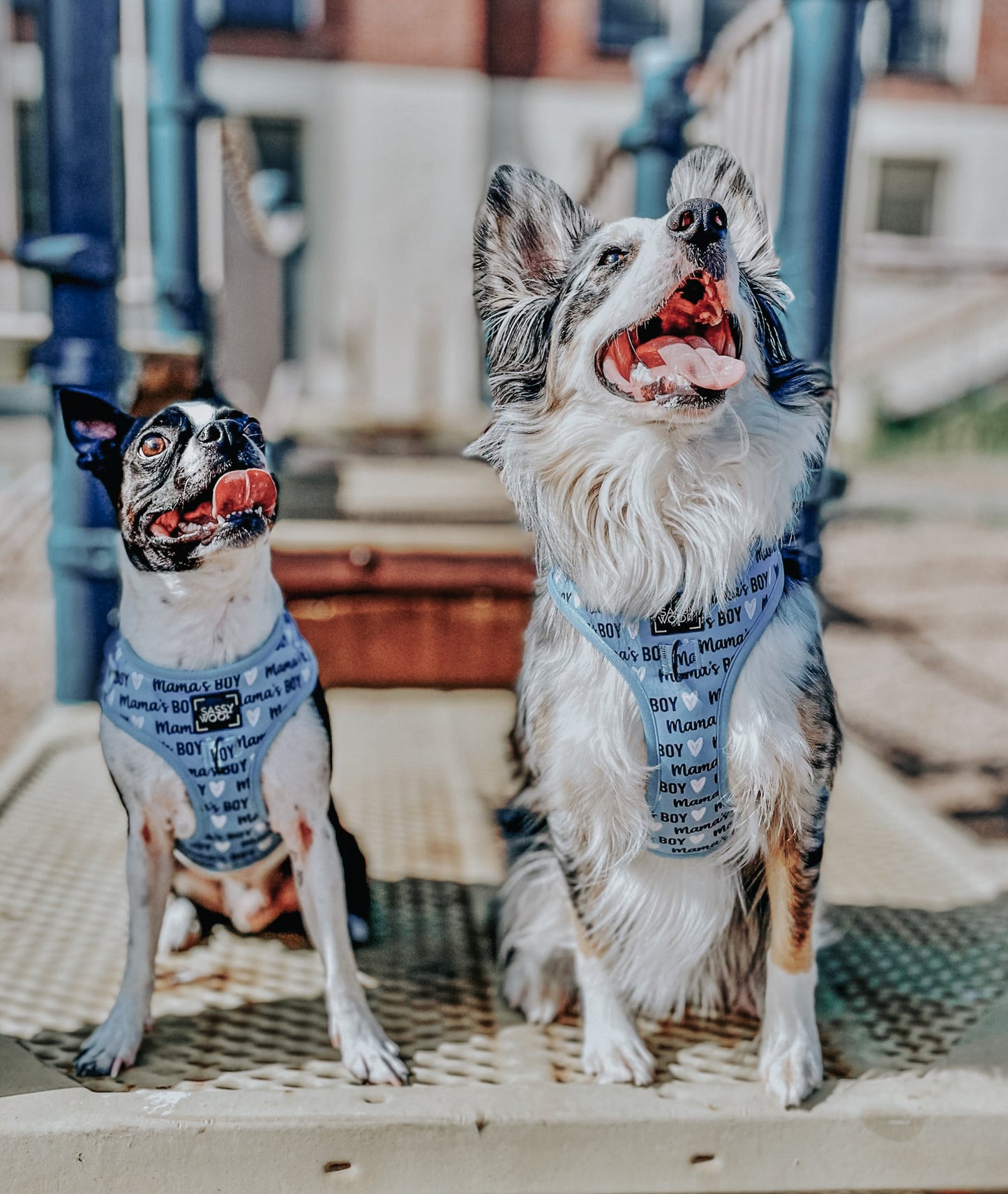 Dog Two Piece Bundle - Mama's Boy