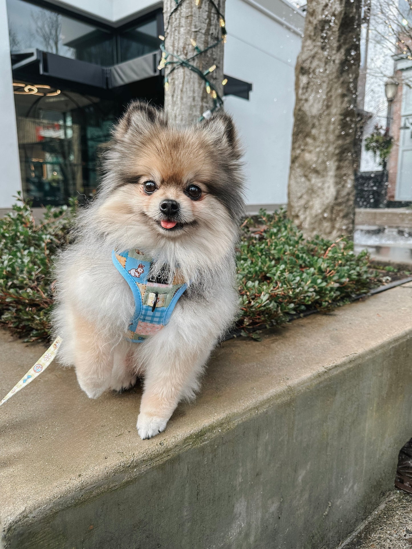 Dog Two Piece Bundle - Patch Perfect