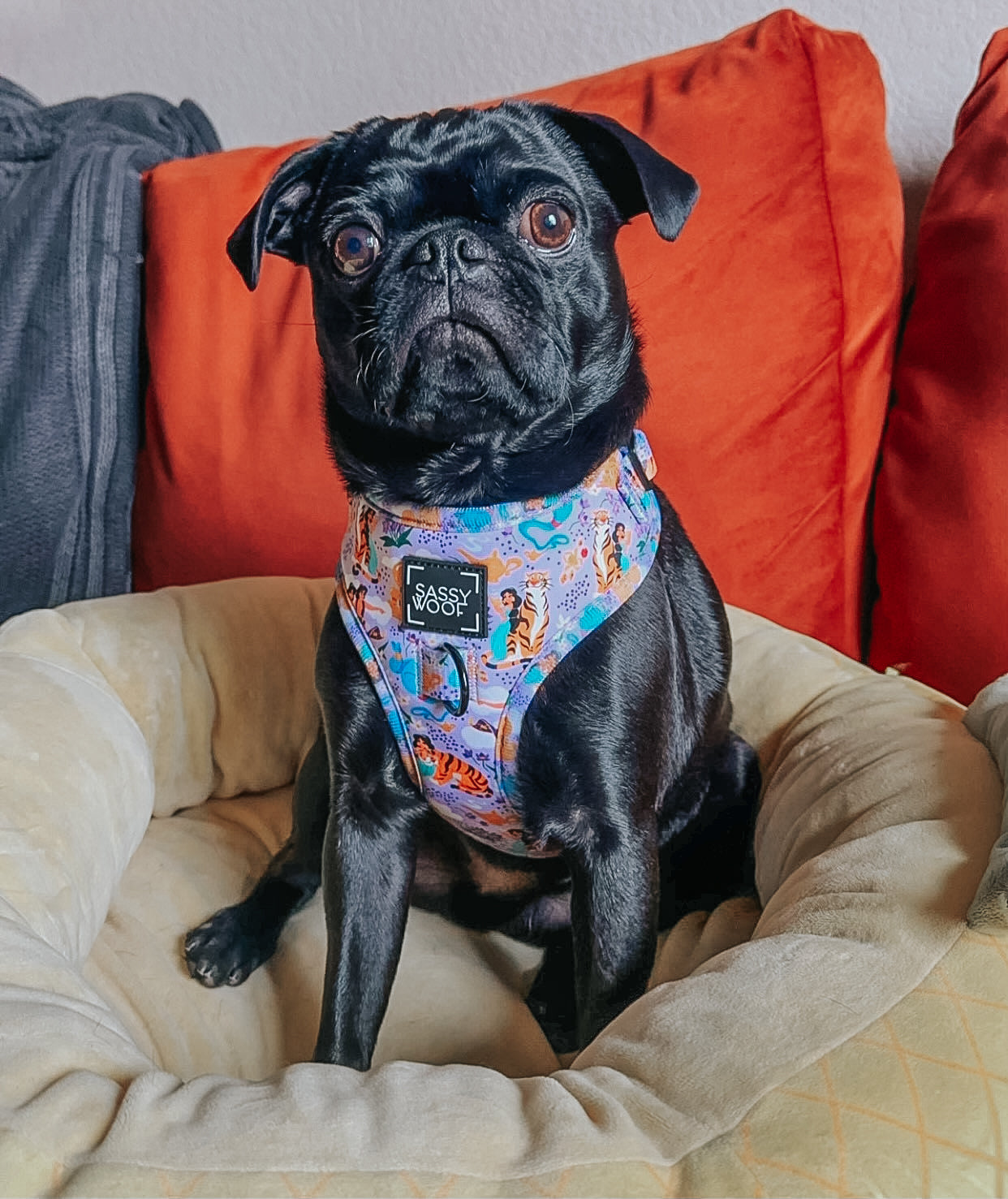 Dog Two Piece Bundle - Disney's Jasmine