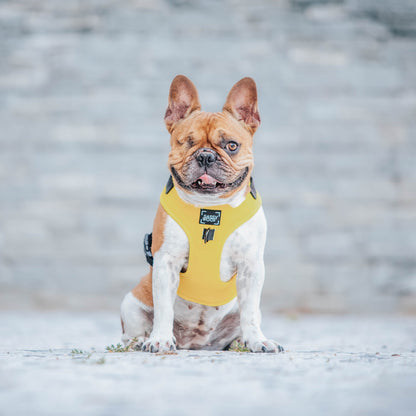 Dog Four Piece Bundle - Neon Yellow