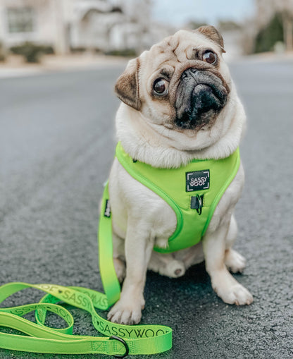 Dog Leash - Neon Green