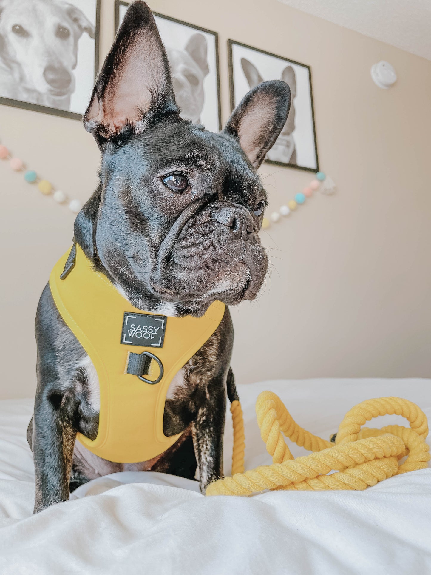 Dog Four Piece Bundle - Neon Yellow