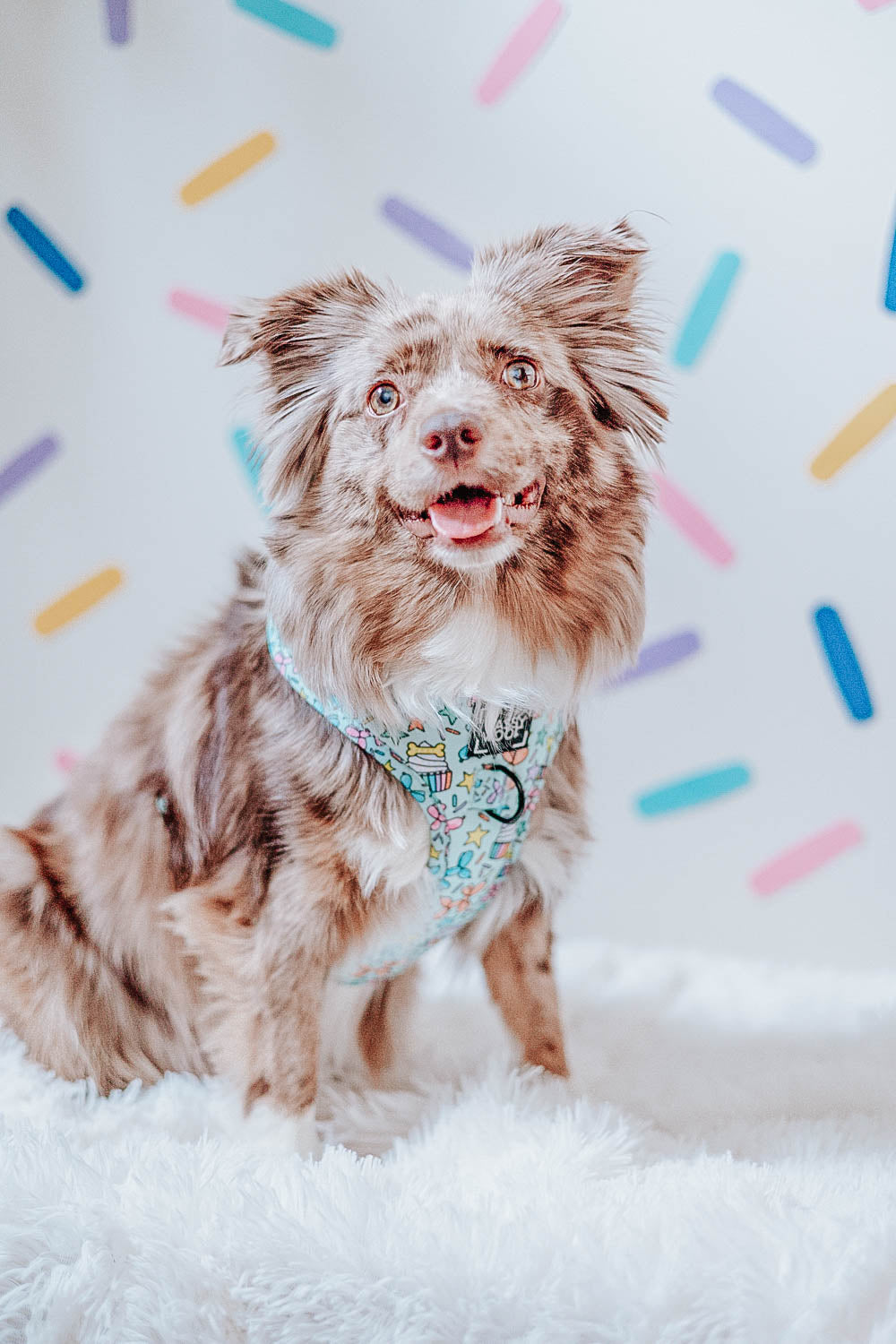 Dog Two Piece Bundle - Pup Pup Hooray