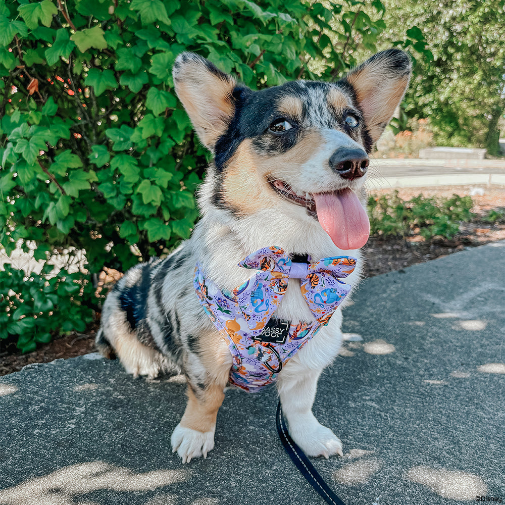 Dog Two Piece Bundle - Disney's Jasmine