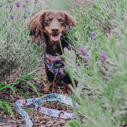 Harness Three Piece Bundle - Disney's Jasmine