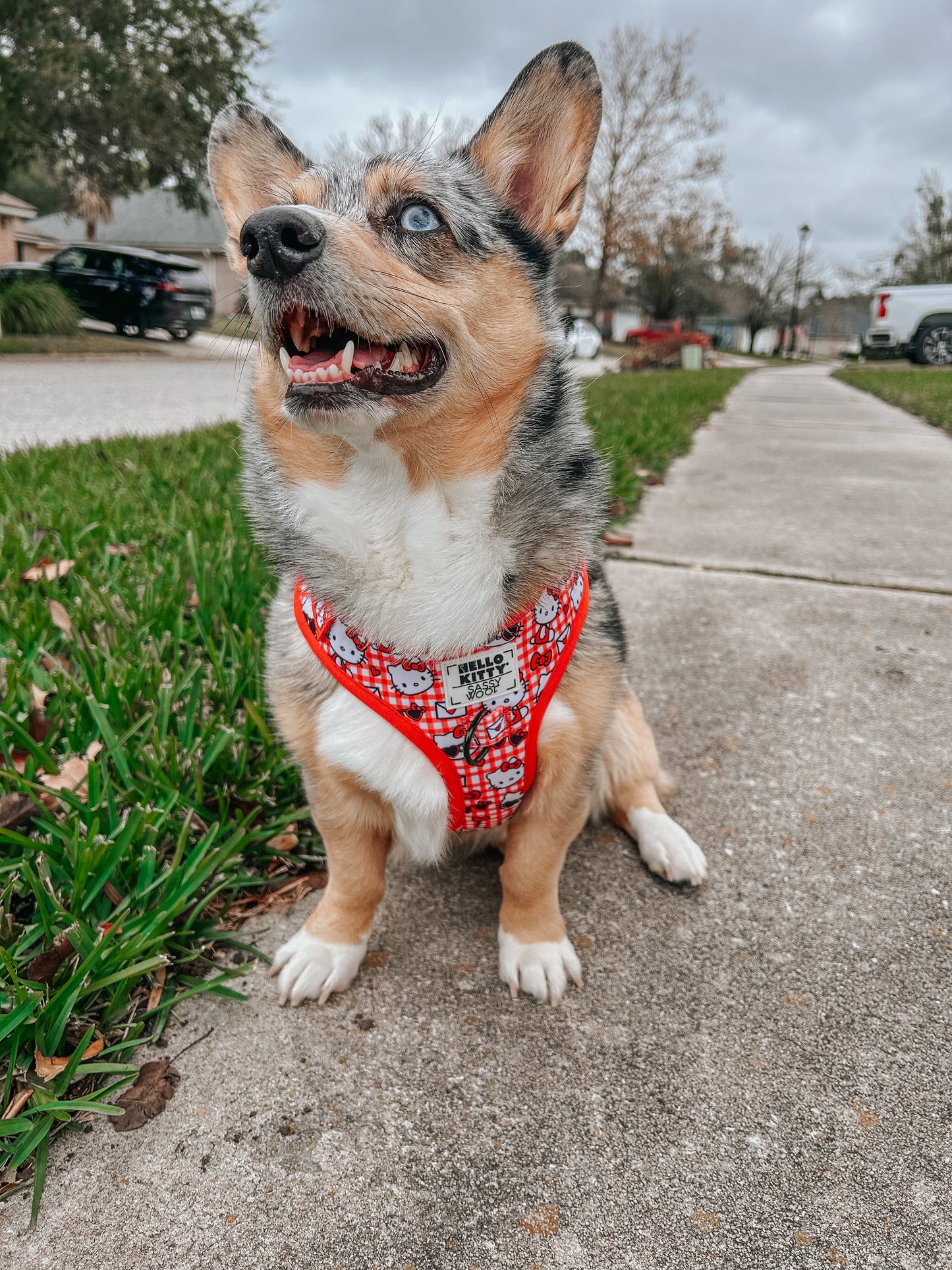 Dog Two Piece Bundle - Hello Kitty® Red Classic