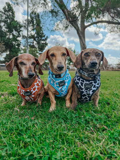 Dog Three Piece Bundle - Blueberry Milk