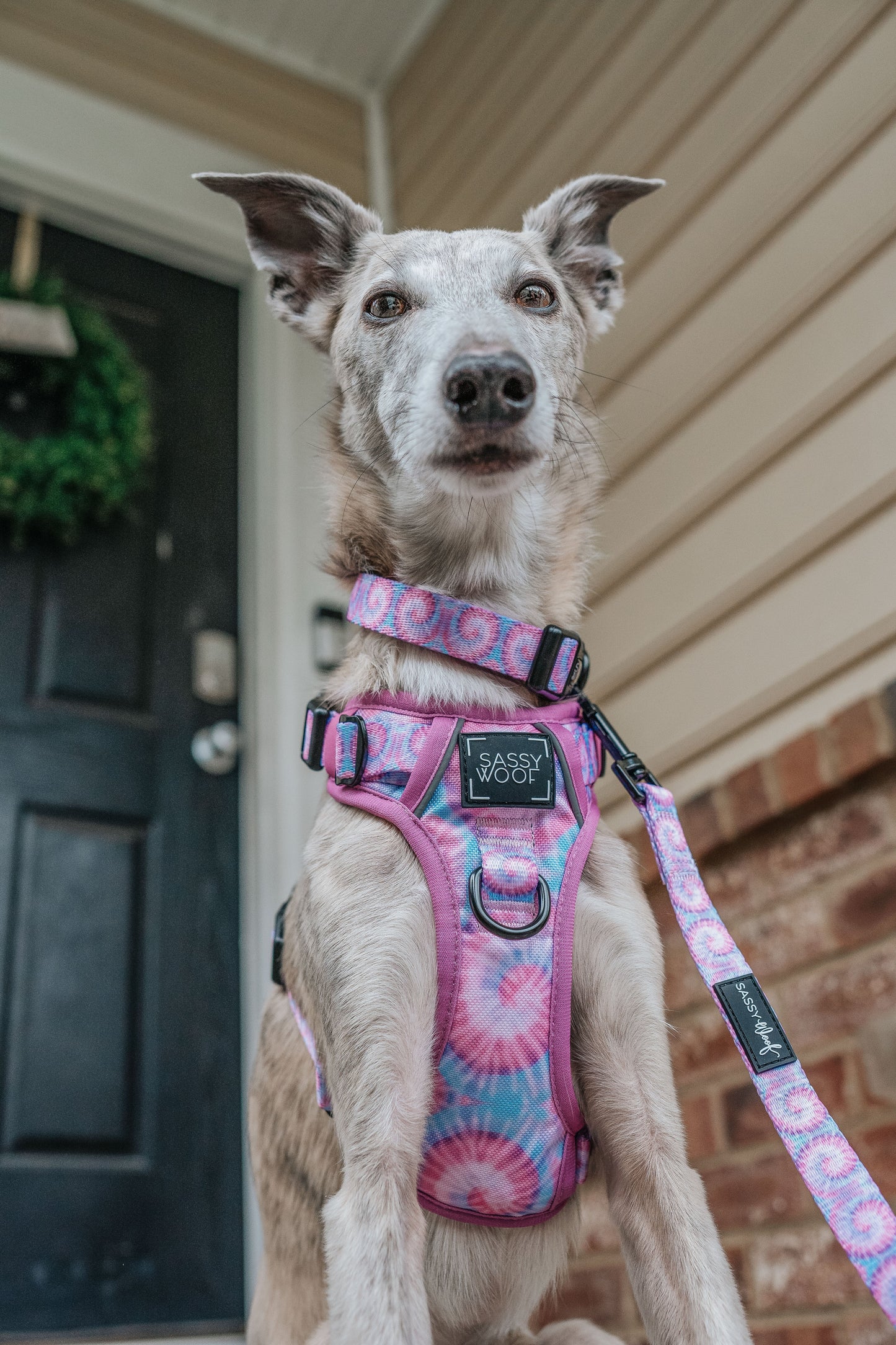 Dog Two Piece Bundle - Purple Haze