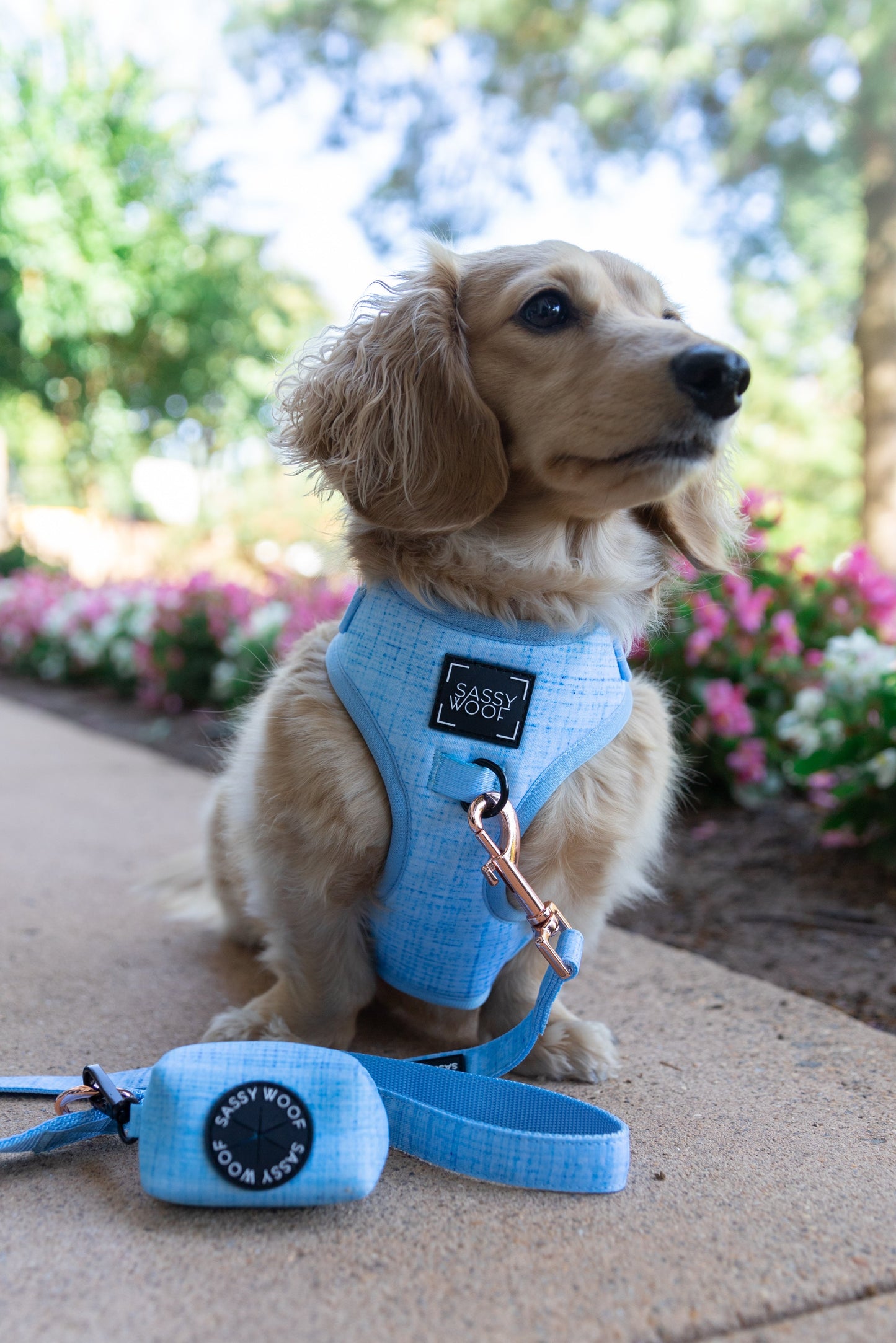 Dog Four Piece Bundle - Blumond