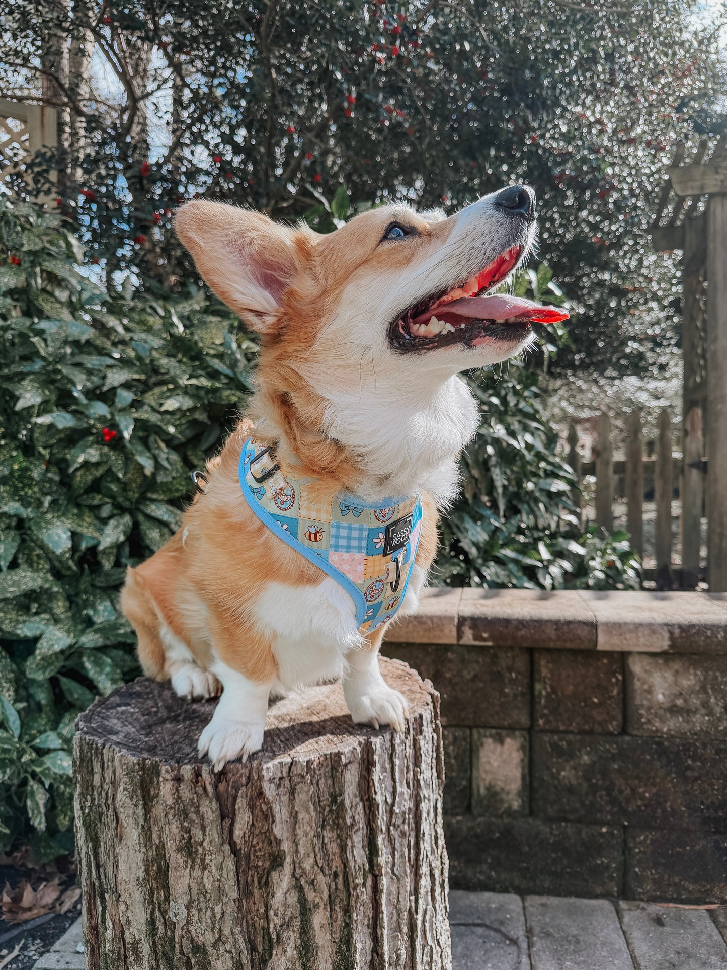Dog Two Piece Bundle - Patch Perfect