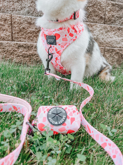 Dog Collar - Mykonos