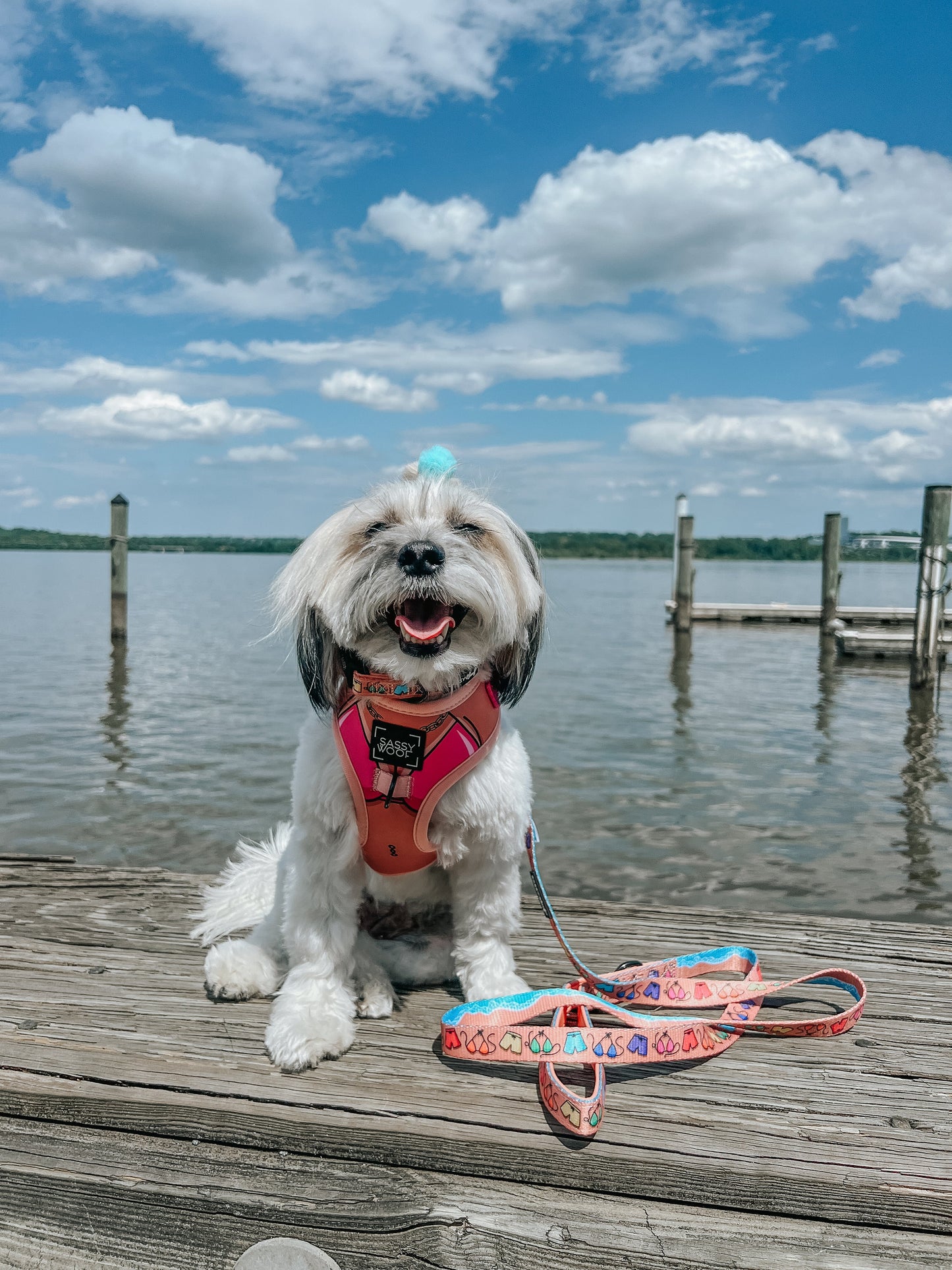Dog Two Piece Bundle - Bikini Bod